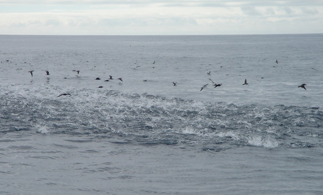 SoPac En Route Feeding Frenzy.JPG (123739 bytes)